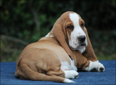 Les chiots de Basset Hound