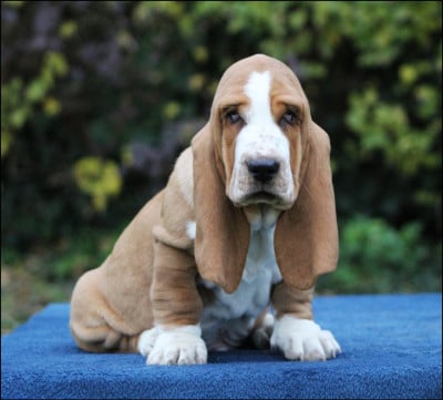 Les chiots de Basset Hound