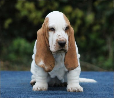 Les chiots de Basset Hound