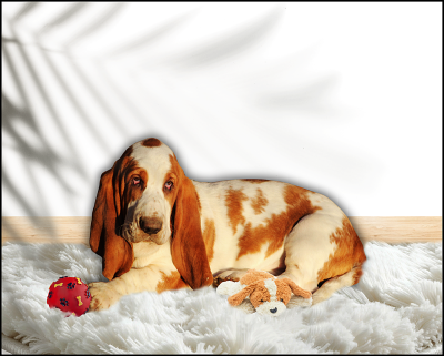 Les chiots de Basset Hound