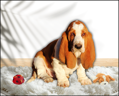 Les chiots de Basset Hound