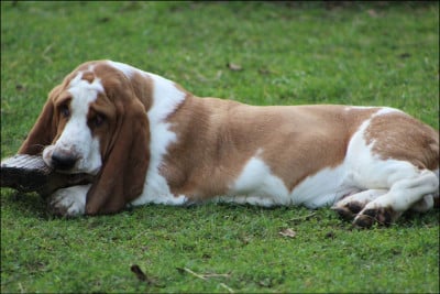 Les chiots de Basset Hound