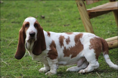 Les chiots de Basset Hound