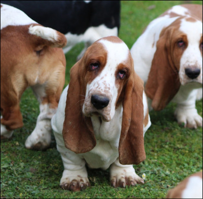 Les chiots de Basset Hound