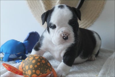 Les chiots de Bulldog continental
