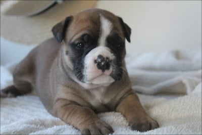 Les chiots de Bulldog continental