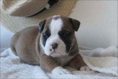 Les chiots de Bulldog continental
