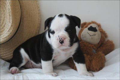 Les chiots de Bulldog continental