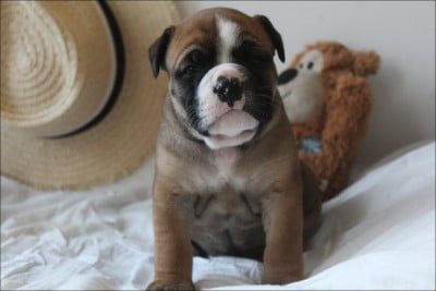 Les chiots de Bulldog continental