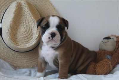Les chiots de Bulldog continental