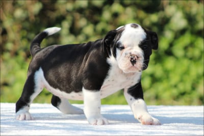 Les chiots de Bulldog continental