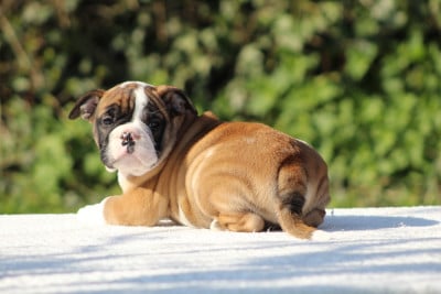 Les chiots de Bulldog continental