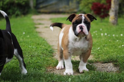 Les chiots de Bulldog continental