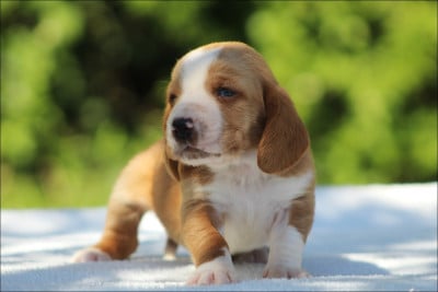 Les chiots de Basset Hound