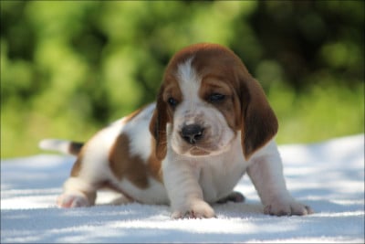 Les chiots de Basset Hound