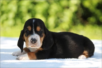 Les chiots de Basset Hound