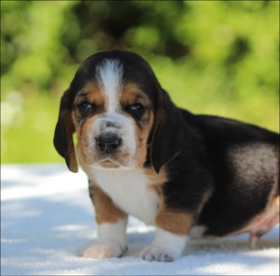 Les chiots de Basset Hound