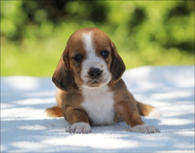 Les chiots de Basset Hound
