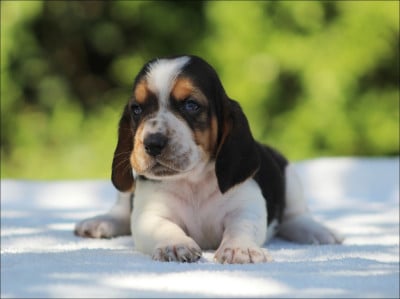Les chiots de Basset Hound
