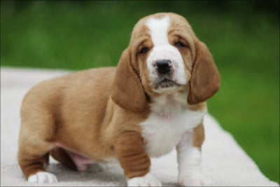 Les chiots de Basset Hound