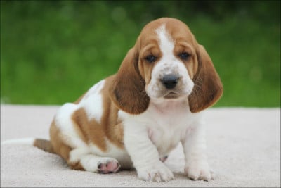 Les chiots de Basset Hound