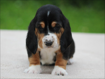 Les chiots de Basset Hound