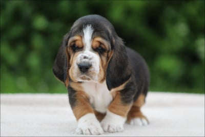 Les chiots de Basset Hound
