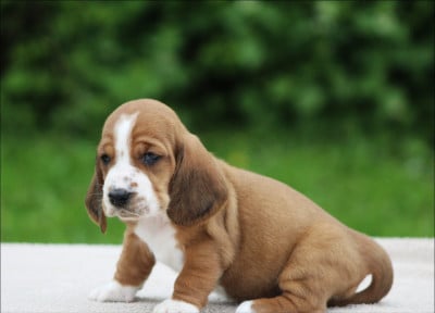 Les chiots de Basset Hound