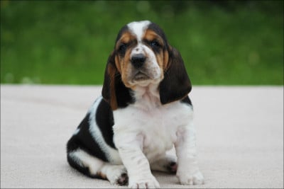 Les chiots de Basset Hound