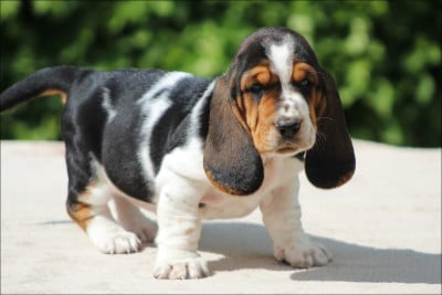 Les chiots de Basset Hound