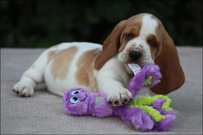 Les chiots de Basset Hound