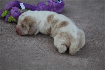 Les chiots de Basset Hound