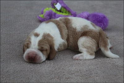 Les chiots de Basset Hound