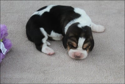 Les chiots de Basset Hound