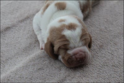 Les chiots de Basset Hound