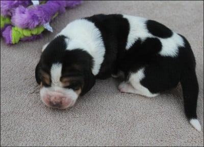 Les chiots de Basset Hound