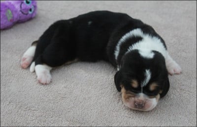 Les chiots de Basset Hound