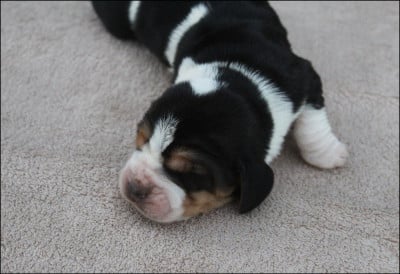 Les chiots de Basset Hound