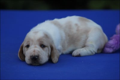 Les chiots de Basset Hound