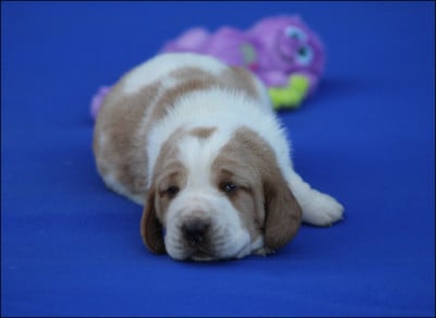 Les chiots de Basset Hound