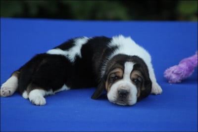 Les chiots de Basset Hound