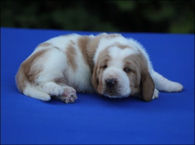 Les chiots de Basset Hound