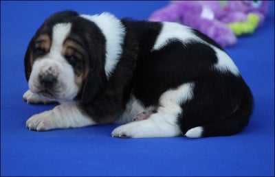 Les chiots de Basset Hound