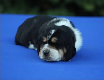 Les chiots de Basset Hound