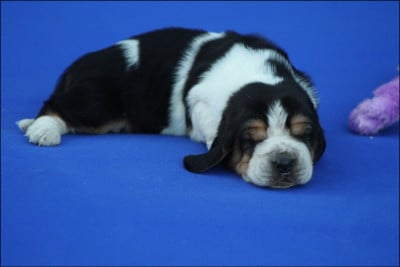 Les chiots de Basset Hound