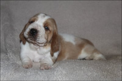 Les chiots de Basset Hound
