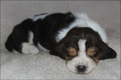Les chiots de Basset Hound
