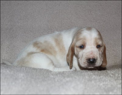 Les chiots de Basset Hound