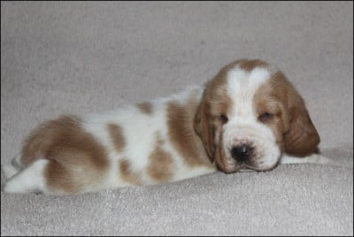 Les chiots de Basset Hound