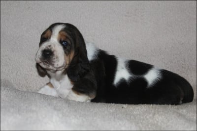 Les chiots de Basset Hound